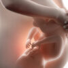 I segreti della vita nel grembo materno: cosa percepisce veramente il feto?