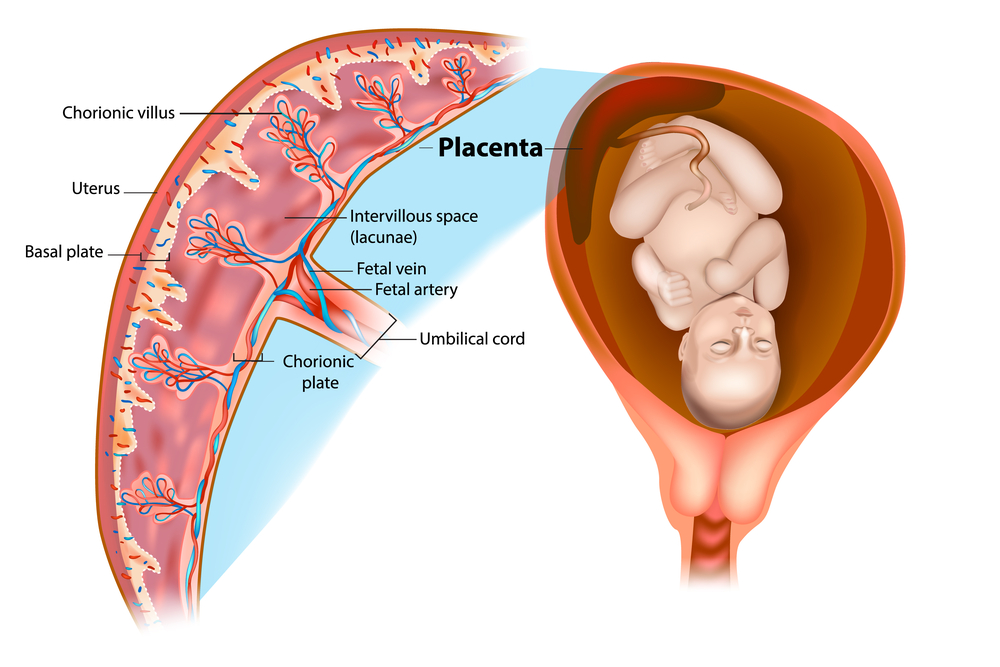 Placentofagia: mangiare la placenta fa bene?