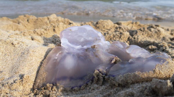 Punture di medusa nei piccoli: prevenzione, primi interventi e rimedi