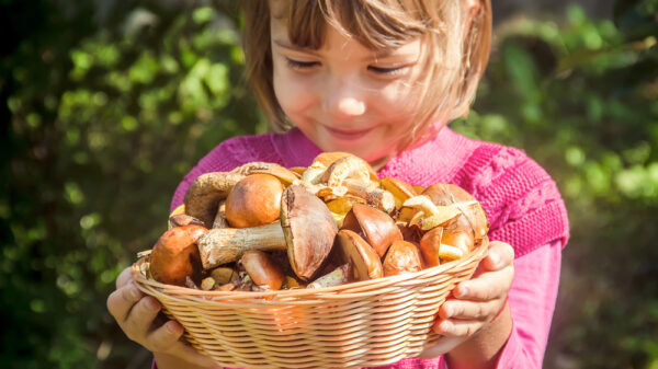 Funghi: a che età si possono dare ai bambini?